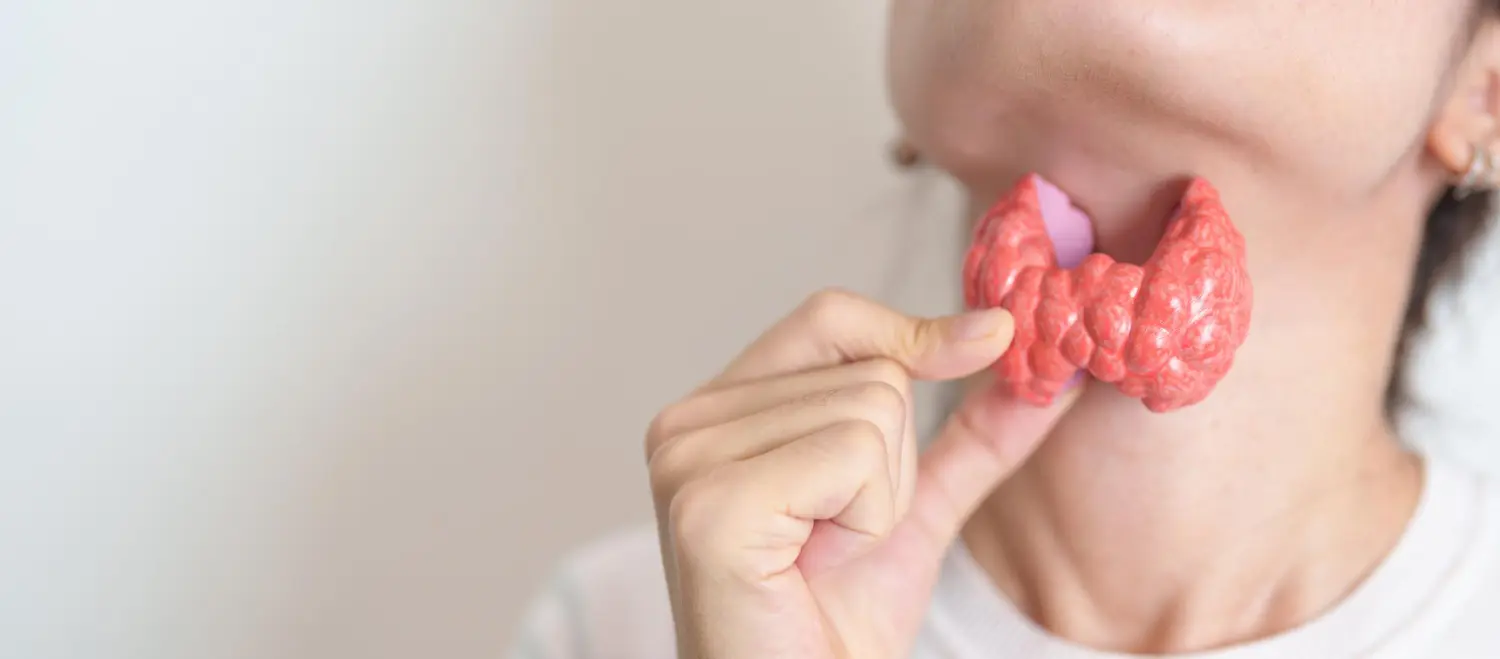 Ilustração da glândula tireoide na região do pescoço, representando alterações na tireoide em mulheres 40+